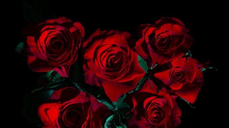 flowers, roses, bouquet, black, 4k