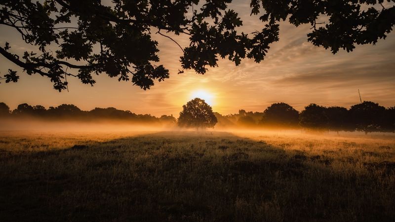 sunset, fog, tree, lawn, landscape, 4k