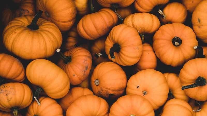 pumpkin, ripe, orange, harvest, autumn, 4k