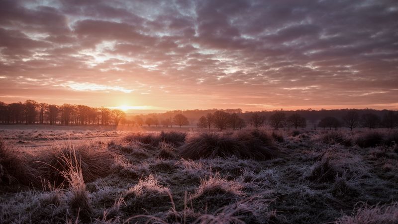 sunset, dusk, landscape, grass, trees, 4k