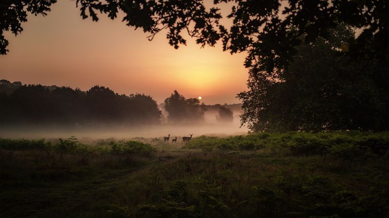 deer, fog, sunset, dusk, nature, 4k