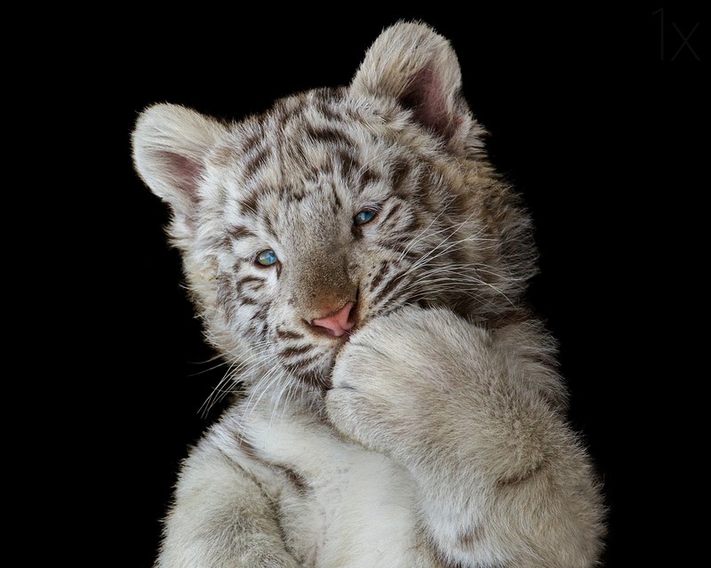 white tiger, cub, tiger, animals, hd