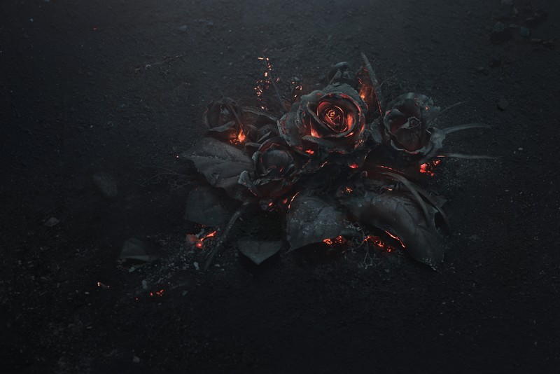 rose, flowers, hd, 4k, 5k, fire, dark