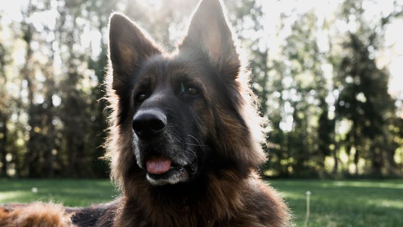 german shepherd, dog, tongue protruding, pet, animals, 4k