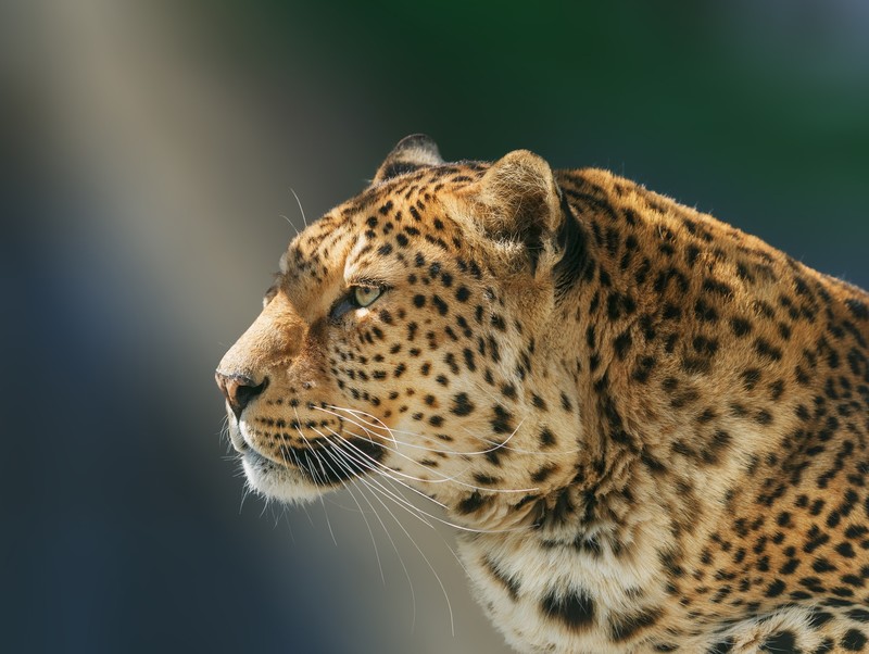 leopard, animals, hd