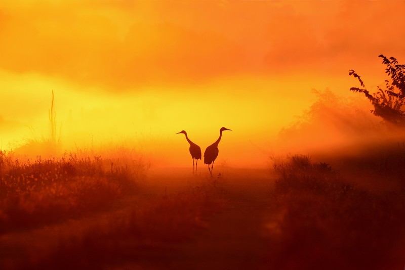 crane, birds, animals, hd, silhouette, sunset