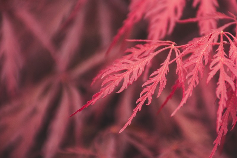 leaf, red, macro, photography, hd, nature, 4k