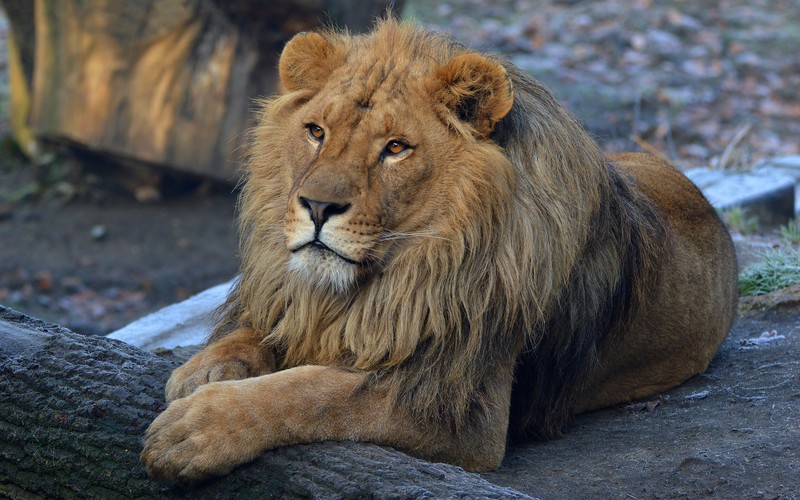 lion, animals, hd, 4k