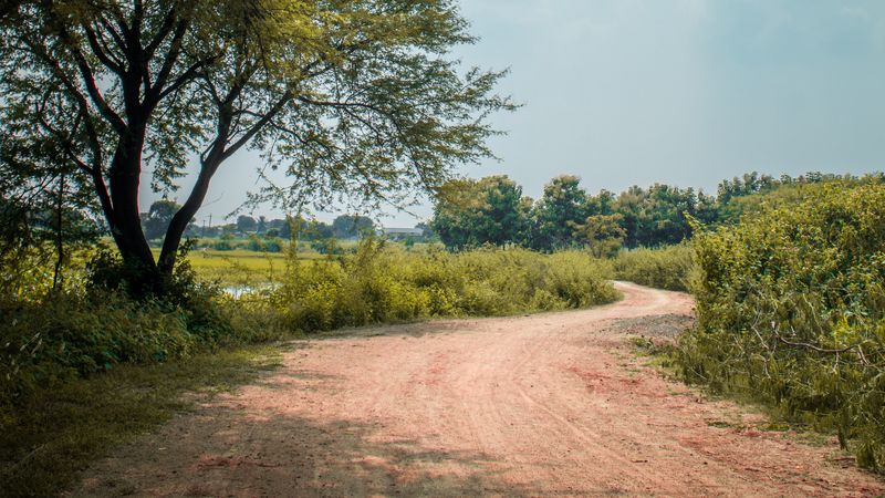 road, trees, bushes, turn, nature, 4k
