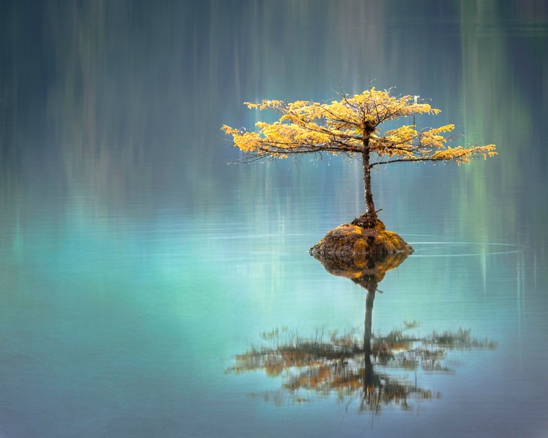 tree, lake, nature, hd, 4k