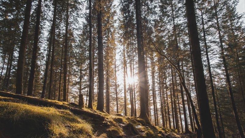 forest, trees, pines, sun, sunlight, 4k