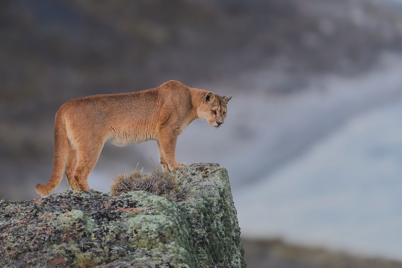 cougar, animals, hd