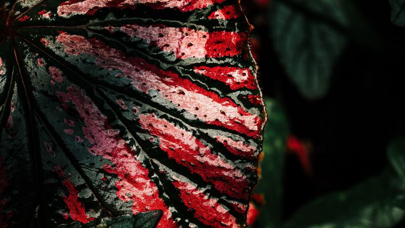 leaf, wet, surface, macro, dark, 4k