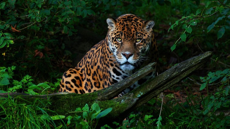 jaguar, animals, hd