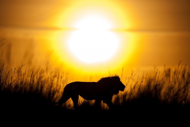 lion, animals, hd, silhouette