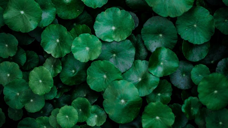 leaves, green, surface, plants, 4k