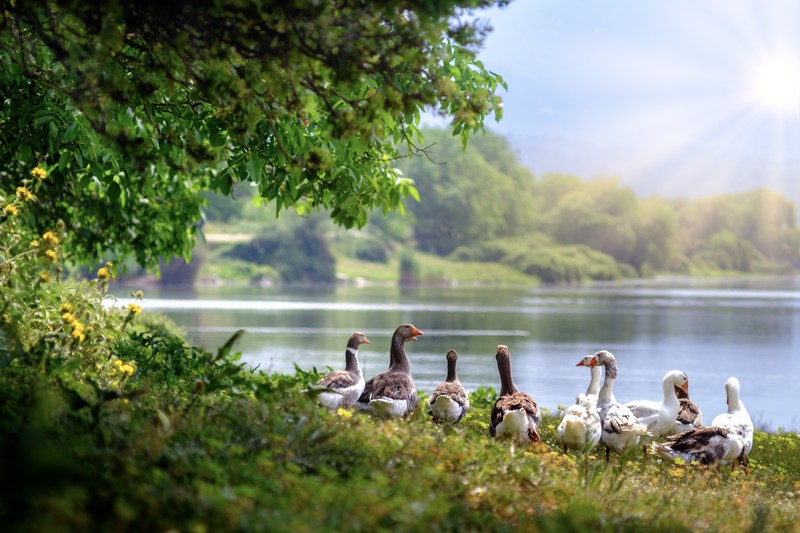 wild geese, birds, hd, 4k, 5k