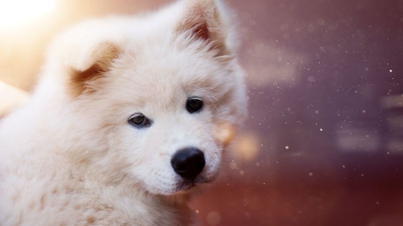 puppy, dog, white, fluffy, cute, 4k