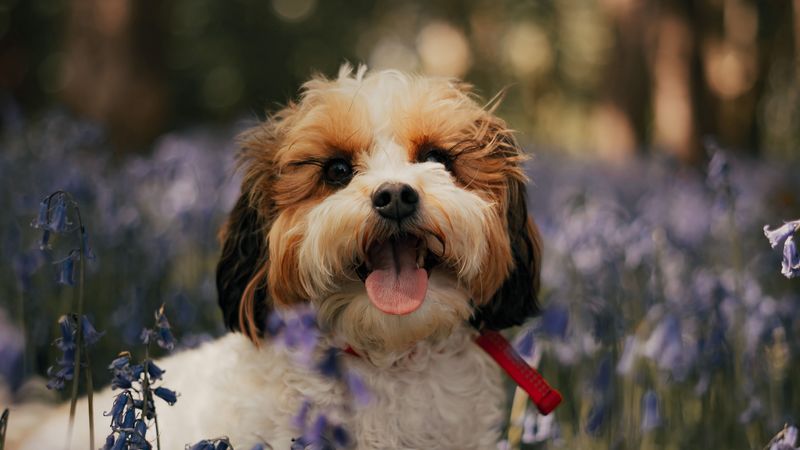 cockapoo, dog, protruding tongue, funny, flowers, 4k