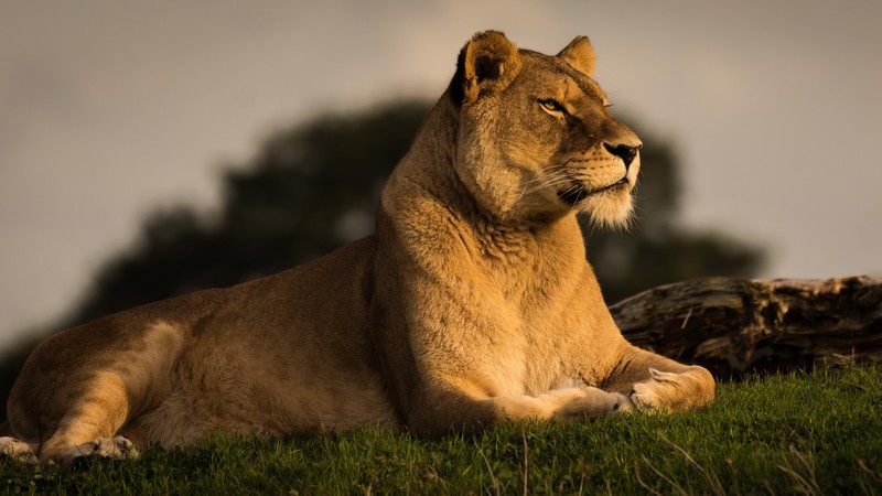lion, animals, hd, 4k