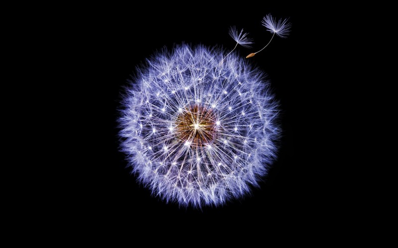 dandelion, flowers, hd, dark
