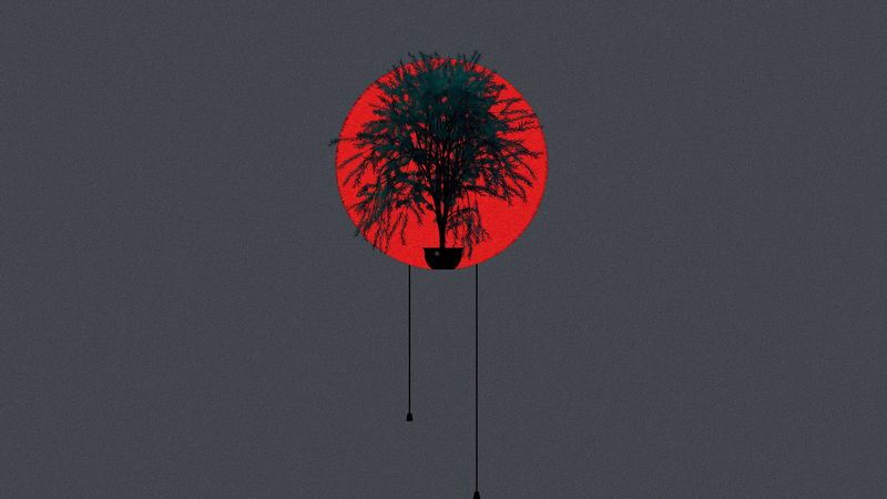 tree, pot, plant, circle, art, 4k