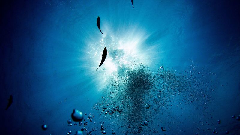 water, bubbles, fish, underwater, depth, 4k