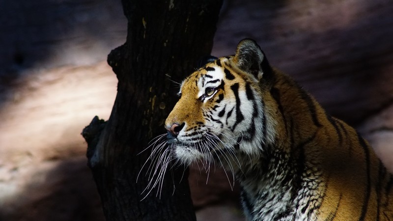 tiger, animals, hd, 4k