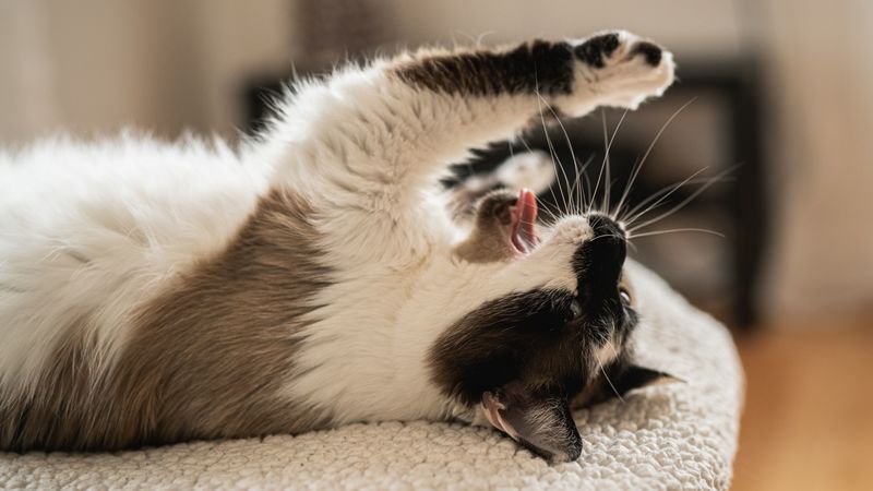 cat, yawn, tongue protruding, funny, pet, 4k