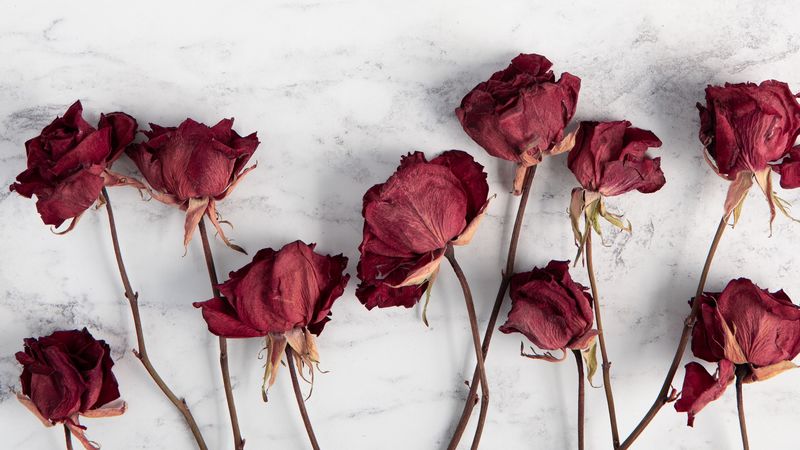 roses, flowers, red, dry, 4k