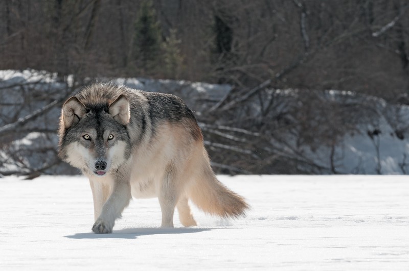 wolf, animals, hd, 4k, 5k