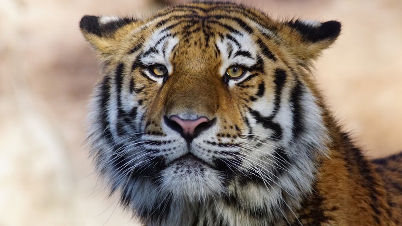 tiger, animals, hd, wild, 4k, predator