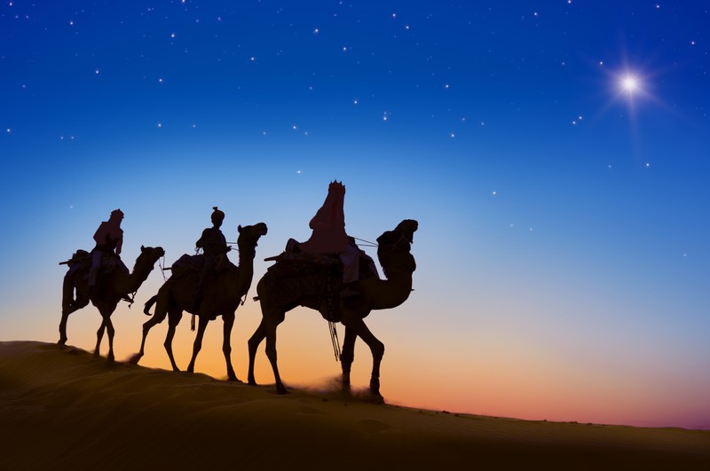 camel, desert, animals, silhouette, hd, 4k