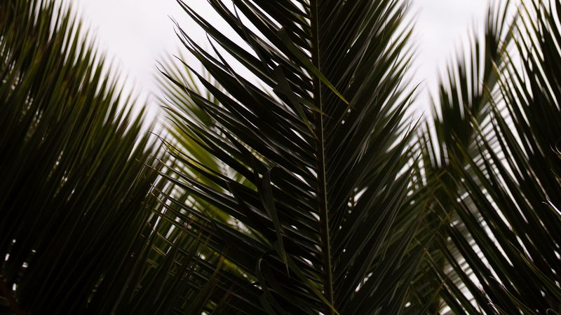 palm, branch, leaves, carved, plant, 4k