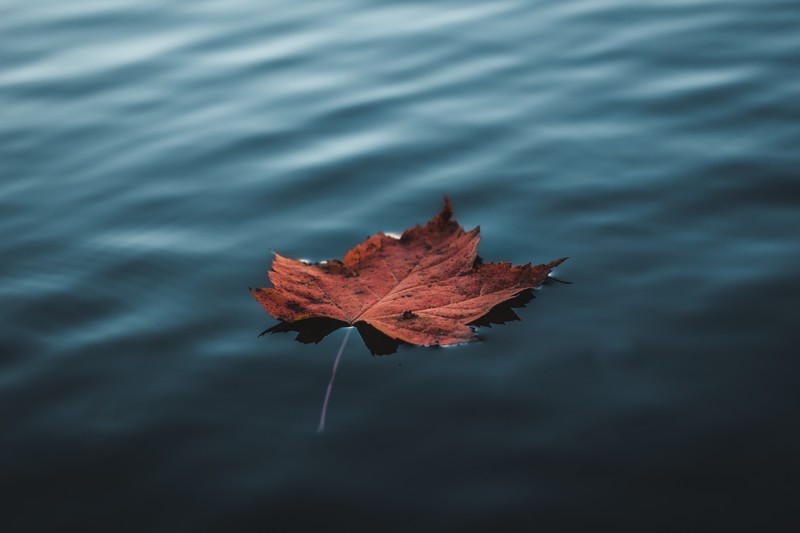 leaf, water, nature, autumn, hd, photography, 4k, 5k