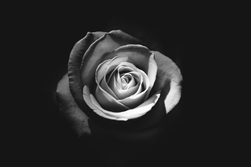 rose, flowers, monochrome, black and white, 4k, 5k, dark