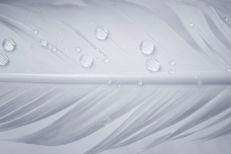 drops, water, feather, photography, hd, macro, 4k