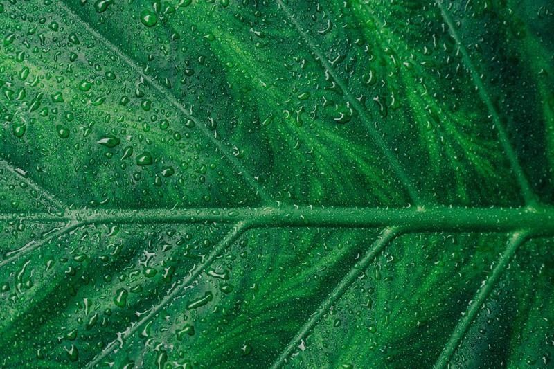 leaf, macro, drops, water, hd, 4k, 5k, macro