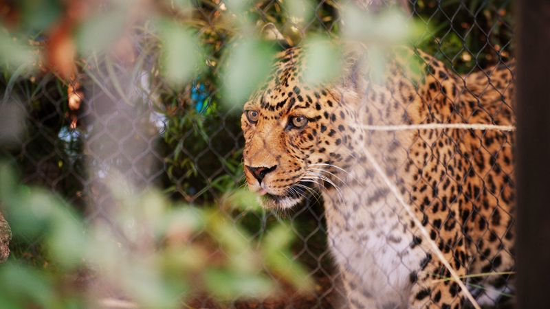 leopard, big cat, glance, predator, spotted, 4k