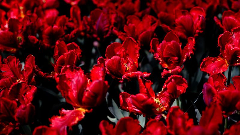 tulips, flowers, red, bright, field, 4k