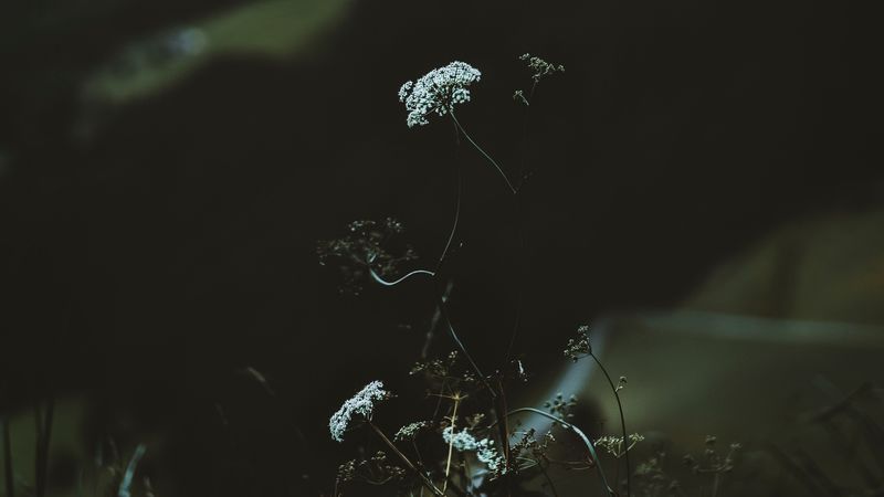 flower, plant, mountains, nature, wildlife, 4k