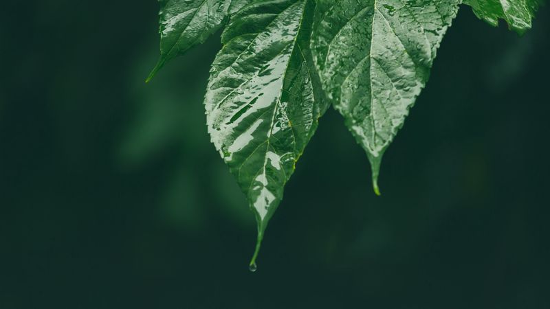 leaf, wet, green, macro, drop, 4k