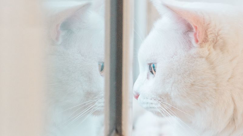 cat, white, window, glance, reflection, 4k