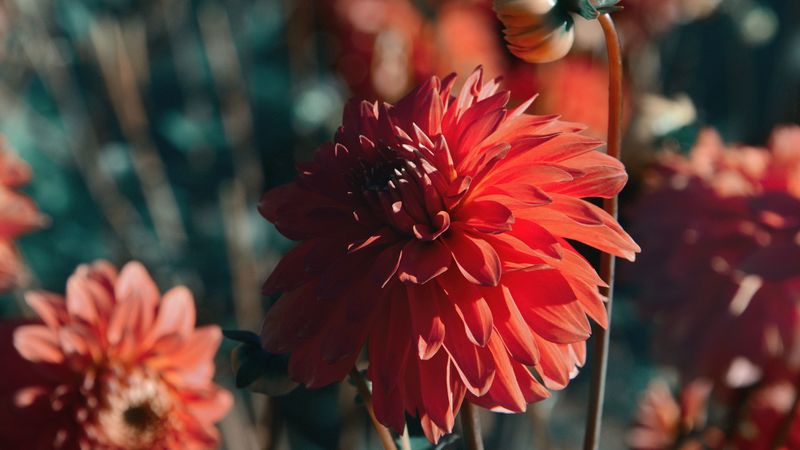 dahlia, flower, red, bloom, closeup, 4k