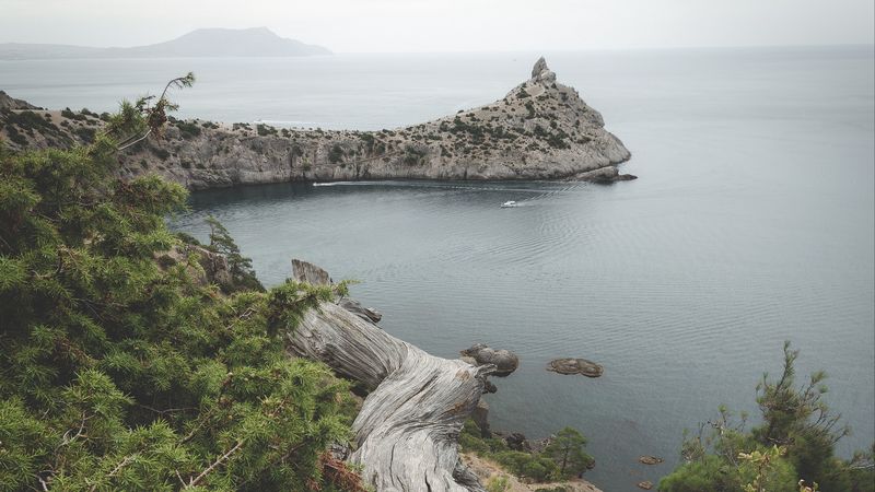 sea, bay, coast, tree, trunk, 4k