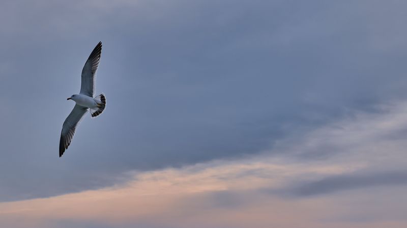 seagull, bird, wings, flight, sky, 4k