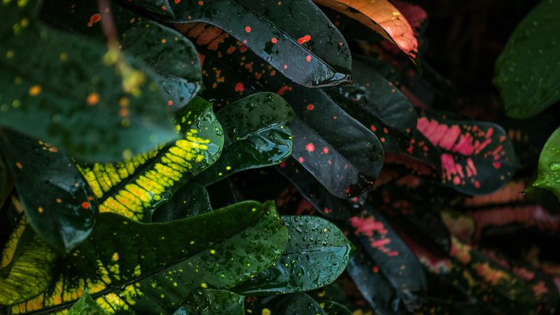 leaves, spots, colorful, wet, drops, 4k