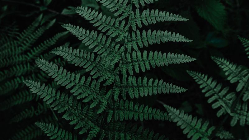 fern, leaves, green, carved, plant, 4k