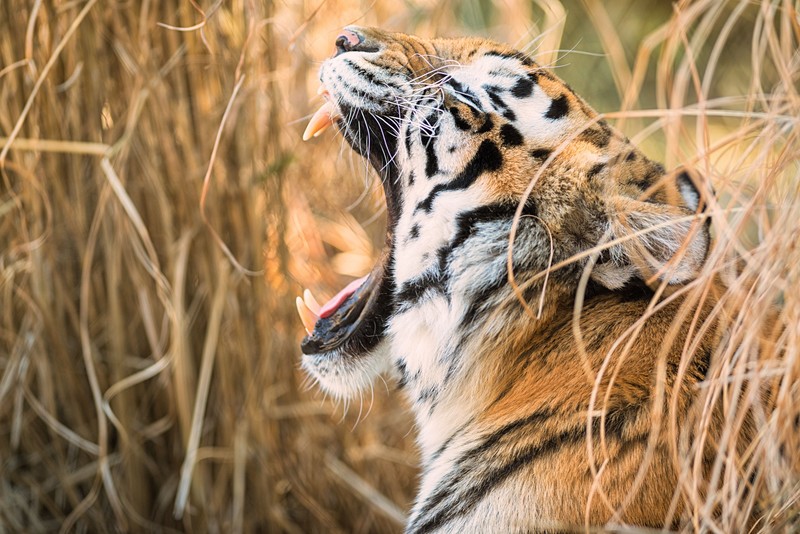 tiger, animals, hd, 4k, 5k, 8k