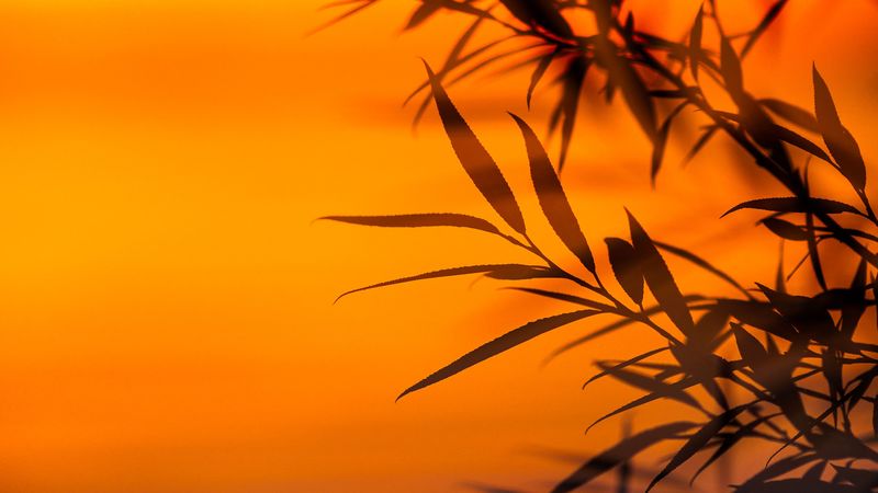 branches, leaves, sunset, dusk, 4k